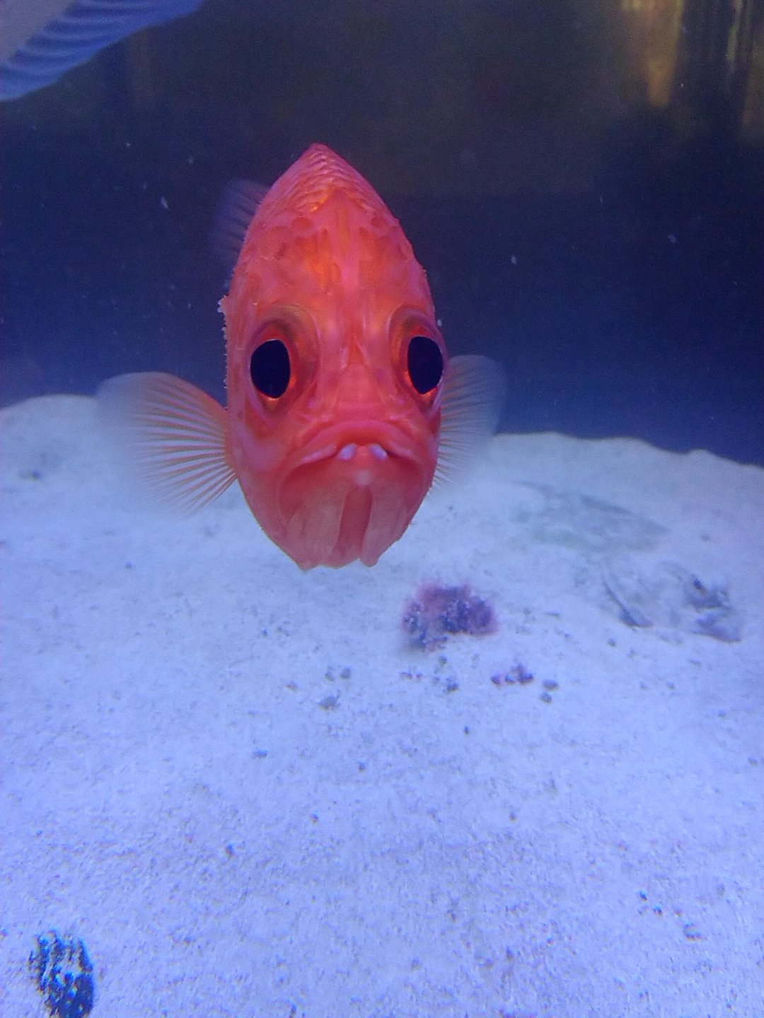 赤い魚 Twitter Search Twitter