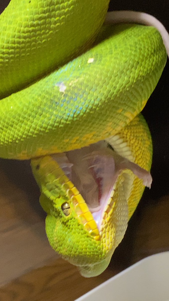 habaero946's tweet image. エメラルドツリーボア
アナコンダフェイズ　
牙最強〜w

#diamondpython 
#Inlandcarpetpython
#Ballpython
#Whitelippedpython
#bloodpython 
#AngolanPython
#greentreepython