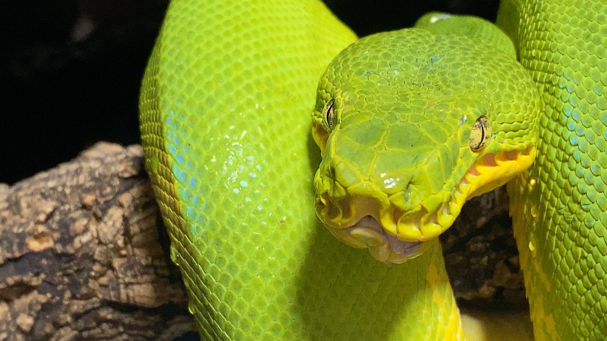 habaero946's tweet image. エメラルドツリーボア
アナコンダフェイズ　
牙最強〜w

#diamondpython 
#Inlandcarpetpython
#Ballpython
#Whitelippedpython
#bloodpython 
#AngolanPython
#greentreepython