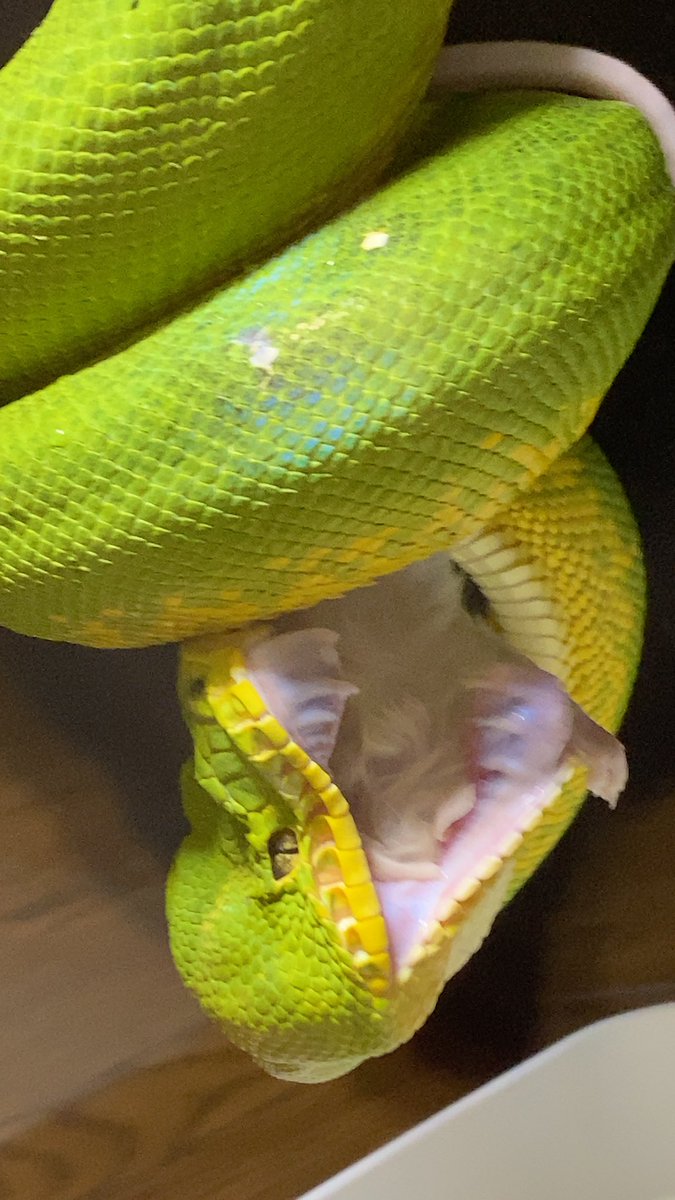 habaero946's tweet image. エメラルドツリーボア
アナコンダフェイズ　
牙最強〜w

#diamondpython 
#Inlandcarpetpython
#Ballpython
#Whitelippedpython
#bloodpython 
#AngolanPython
#greentreepython