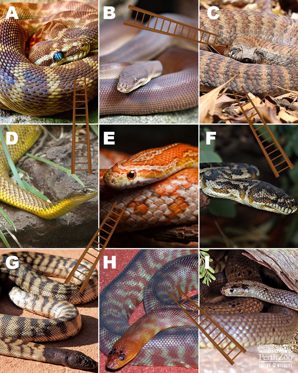 Perth Zoo tweet media