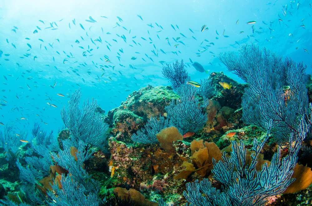 EmbaMexMls's tweet photo. #TravelFriday 🙂In Cabo Pulmo 📍National Park you can find the largest coral reef in the Gulf of California, with a great diversity 🐋🐢 of fauna and incomparable beauty, which makes it a Protected Natural Area.🇲🇽
#TurismoMexico #MagicMexico 
@WeVisitMexico https://t.co/G6tL26JTlz