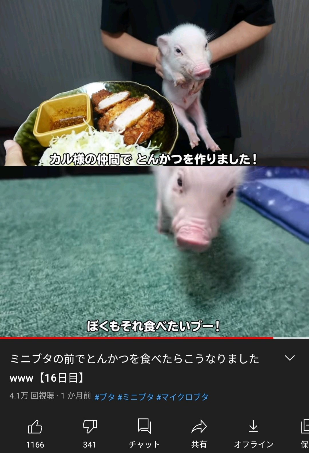 滝沢ガレソ⭐ on Twitter: 工場店 カル様専用 ウエア(女性用)