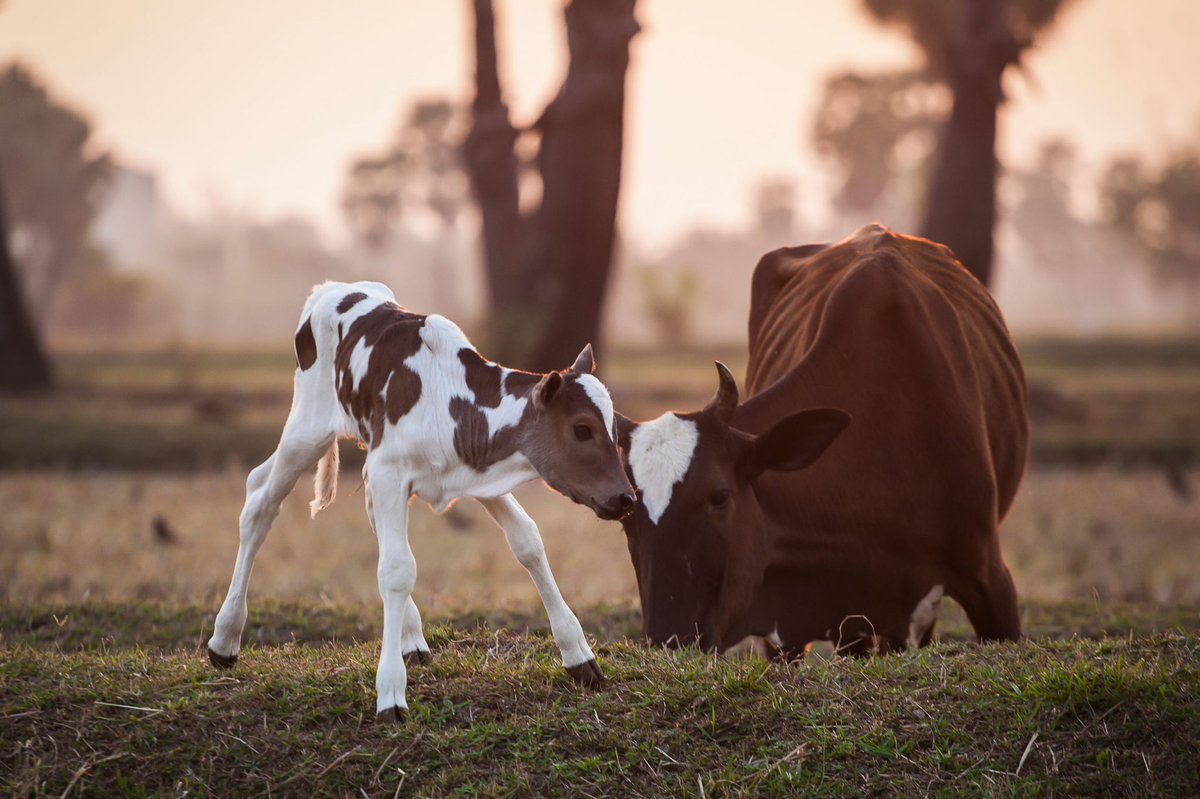 Cow tweet media