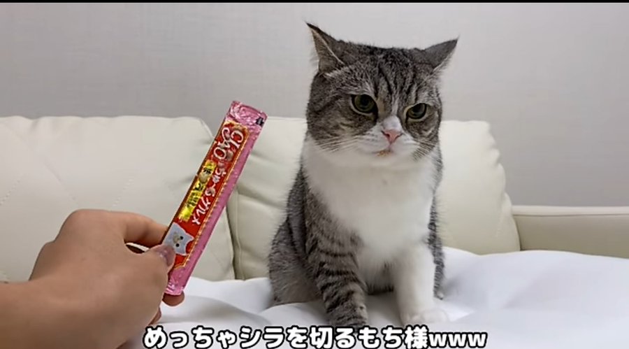 もちまる日記がかわいそうで炎上 パクリ疑惑やアンチの反応まとめ 嫌いな人の意見は ひまねこ