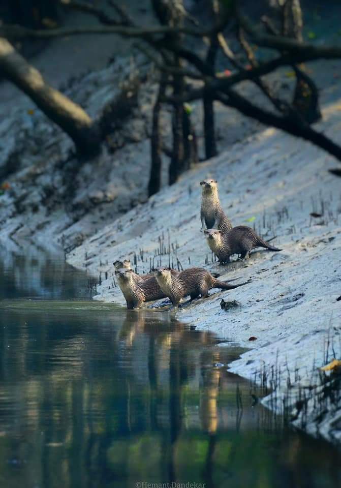 Asian small-clawed otters in Sunderban Mangrove.🦦
#OttersOfHimalayas #HimalayanOtterNetwork #WeLoveOtters #TogetherForOtters #OtterLove #Otters #OtterTwitter #SaveOtters #IOSF #IUCNOSG
©Hemant Gajanan Dandekar