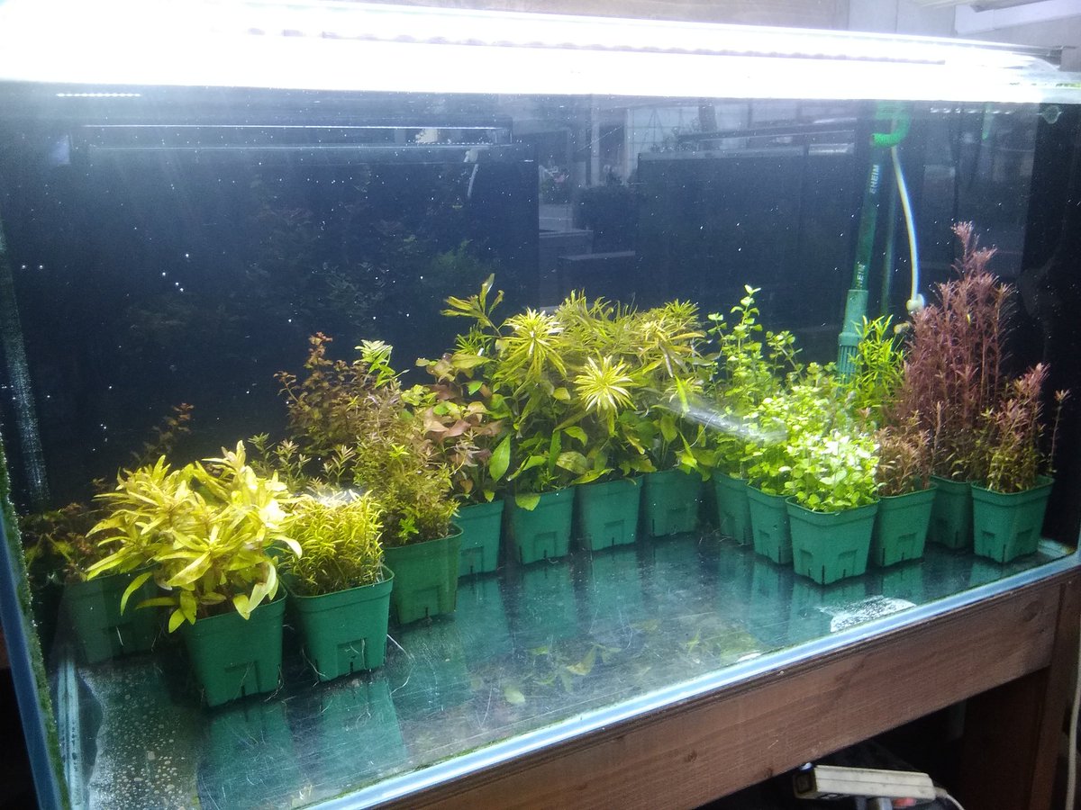 ট ইট র 渓水庵 日淡水槽と水草水槽の入れ替え作業中 中身の入れ替えと水換えだけだから楽勝と思いきや 案外手こずりほぼ一日掛かってしまった エリア分けがようやく完了