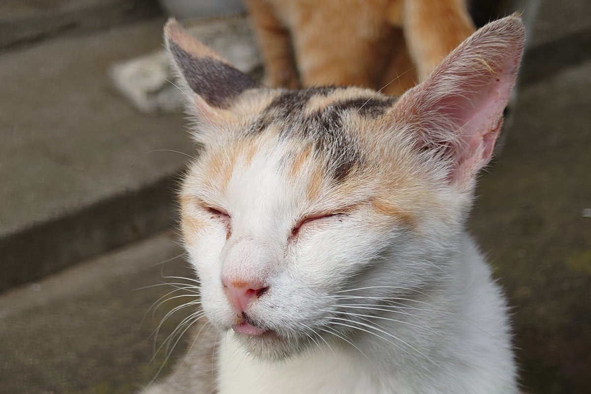 LagoonRacing's tweet photo. 今日から使い出した
#Xpera 1 Ⅲで三毛猫を撮影してみた(無補正)。
毛までよく撮れてるニャー。
※やっぱり舌出している。
#猫
#写真好きな人と繋がりがたい https://t.co/pAZzwKkEba