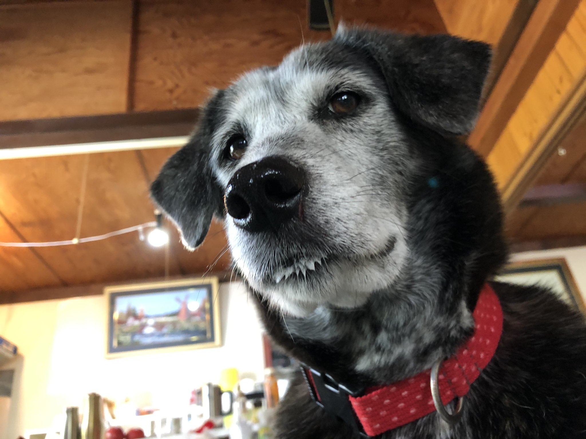 ブス犬 Twitter Search Twitter