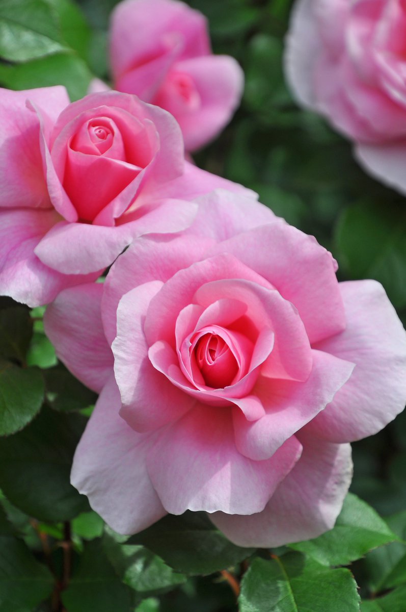 バラの家 公式本店 Rosa Orientis Rosa Orientis Twitter バラの家 公式本店 Rosa Orientis Rosa Orientis Twitter