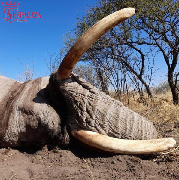 Another huge bull from Botswana this week. Taking a legal elephant is one of the best ways to protect the specie.
#espacaza #conservationthroughunting #cazayconservacion #hunt #chasse #jagd #oxota #elephanthunting @westleyrichardsandco