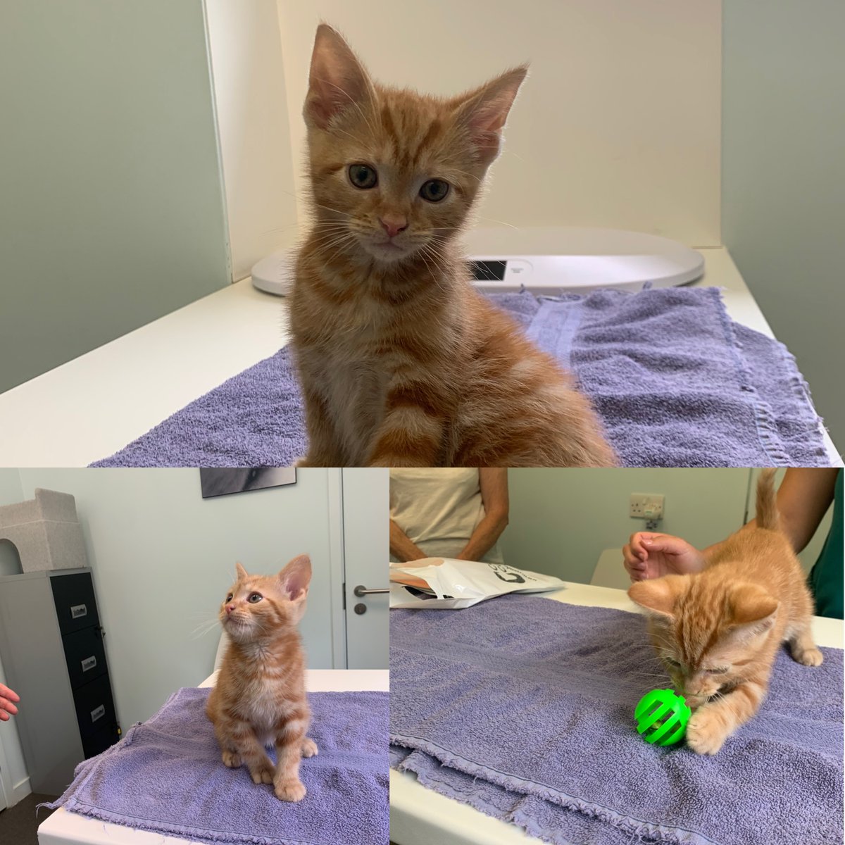 Cambridge Cat Clinic Mini Wright Twitter