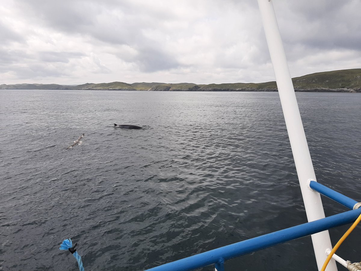 Just completed a 3-day DDV survey east of #Shetland. On day 2, we had a #cetacean visitor!
#NAFCresearch #ShetlandResearch @NAFCShetland #ShetlandUHI #ThinkUHI #marinemammals