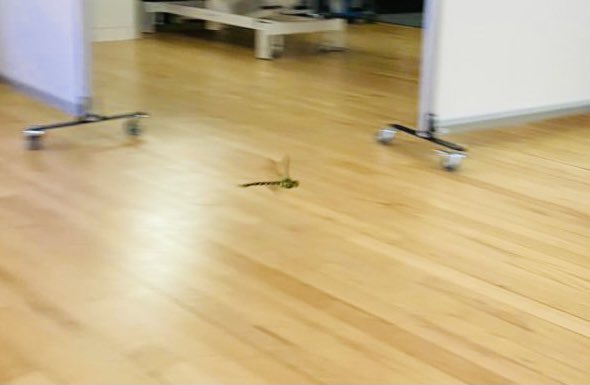 This little dragonfly has been to visit us in City Hall vaccine centre today 😊. Not yet been vaccinated then come and join him in getting your vaccine - walk in clinics available every day😊#grabajab