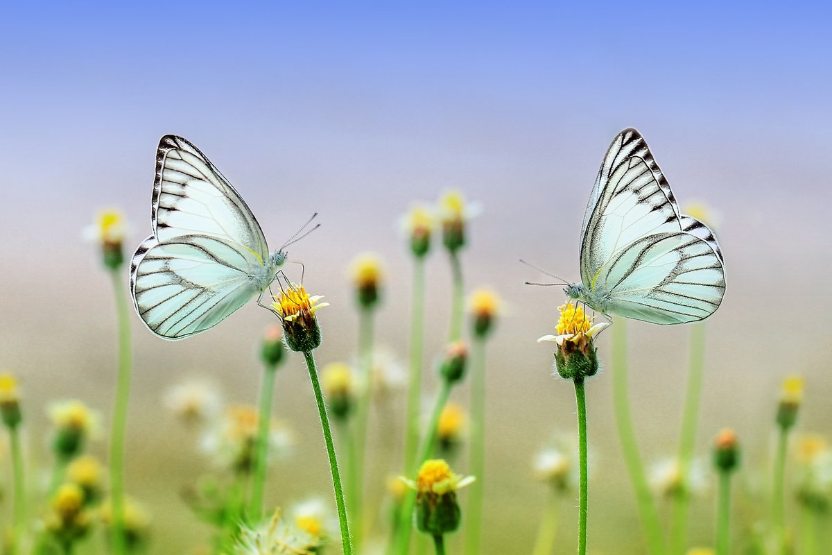 Mind fresh meditation music. (@meditat11228274) on Twitter photo 