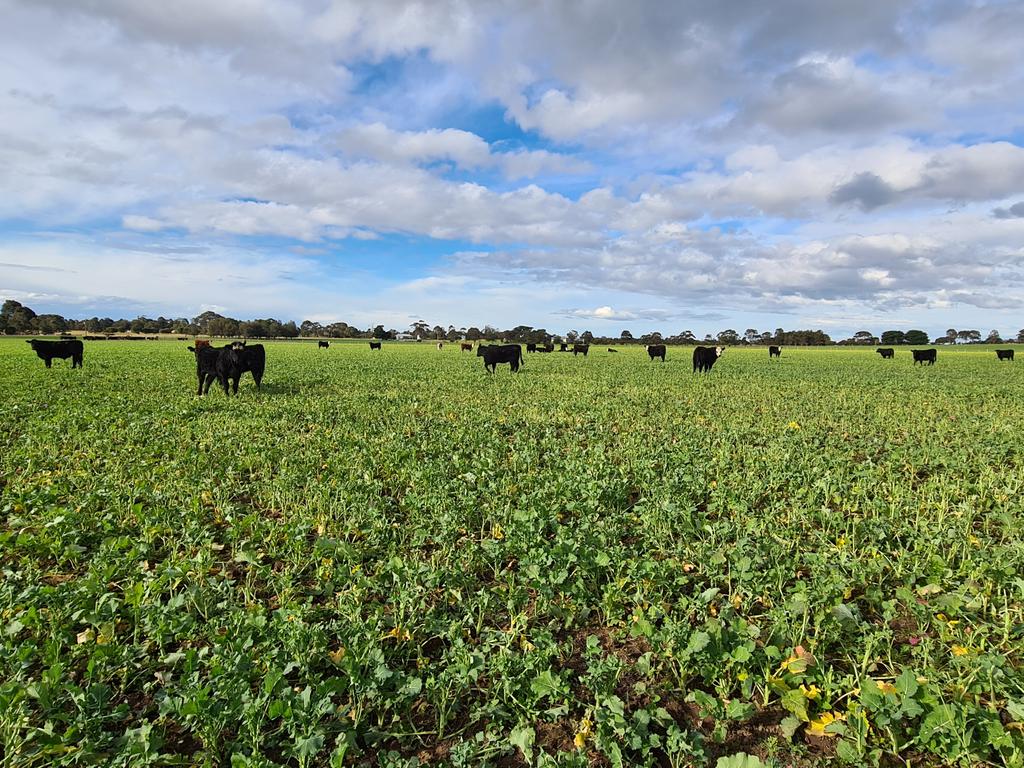 Early April sown spring Canola getting a quick hair cut.