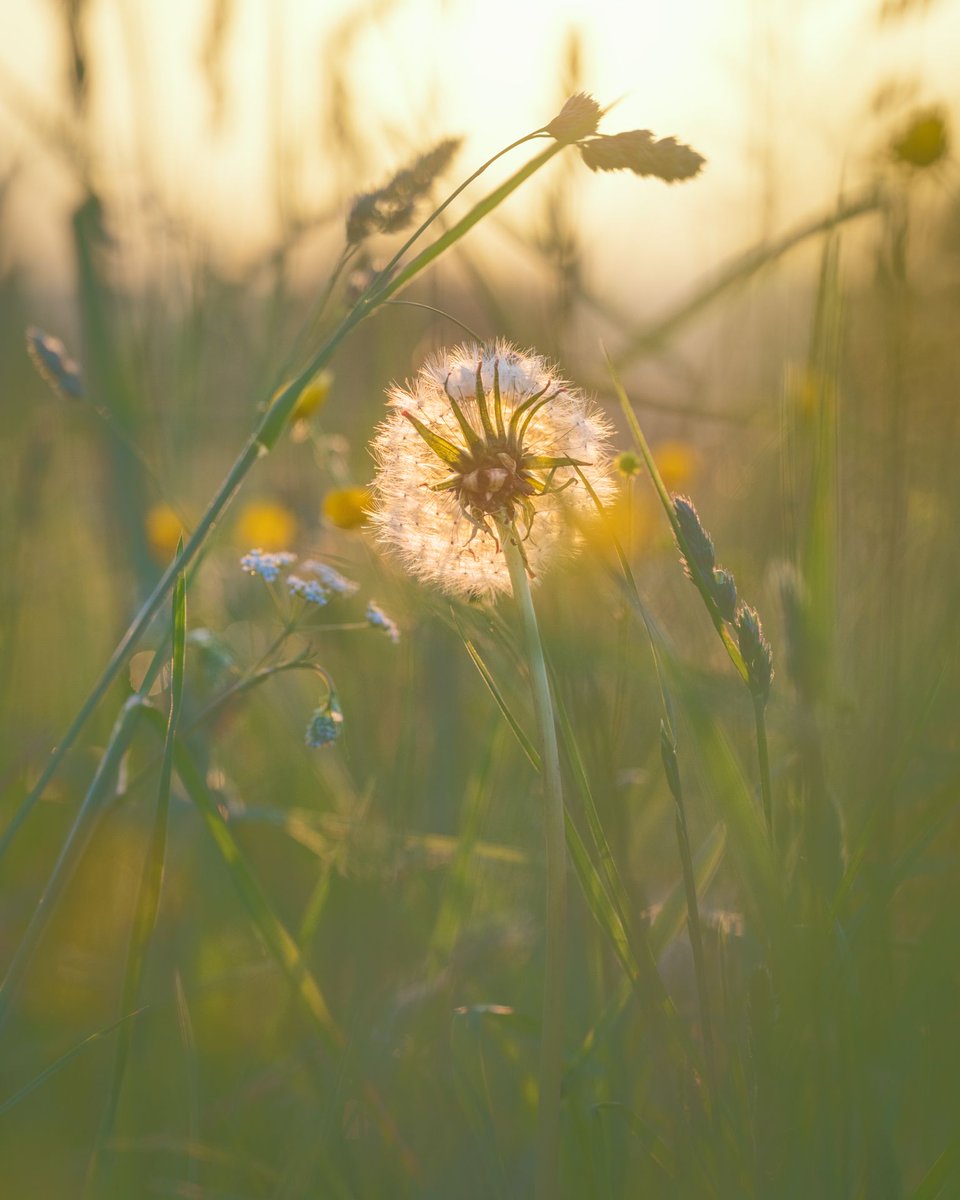 Morning vibes from the rare moments this summer without hail and rain.