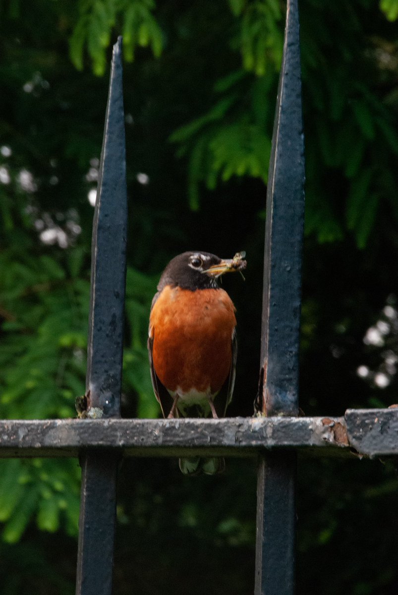 snyderwriter's tweet photo. @katehinds Any chance you could identify the friend I made yesterday outside the Brooklyn Botanic Garden? Was happily hanging out, and totally unconcerned that I was only about 20 feet away. https://t.co/c0nvEZShh7