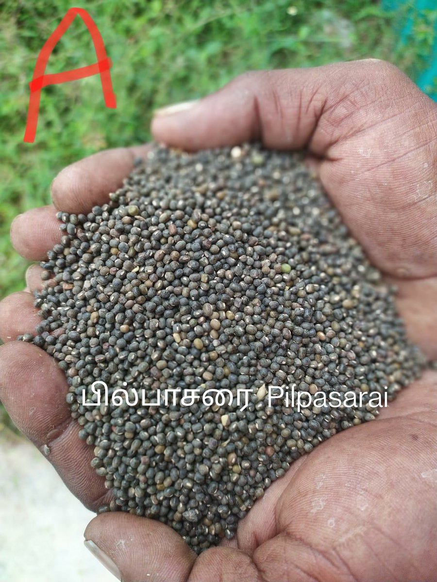 anugula's tweet photo. Answer to yesterday's quiz. 
#Pilpasarai, #Sanappu and #ThakkaPoondu are green #manuring crops which are cultivated till flowering stage and #mulched into the #soil. This is mostly done before the #paddy crop to increase the soil #nutrients. https://t.co/JCXytP0rJM