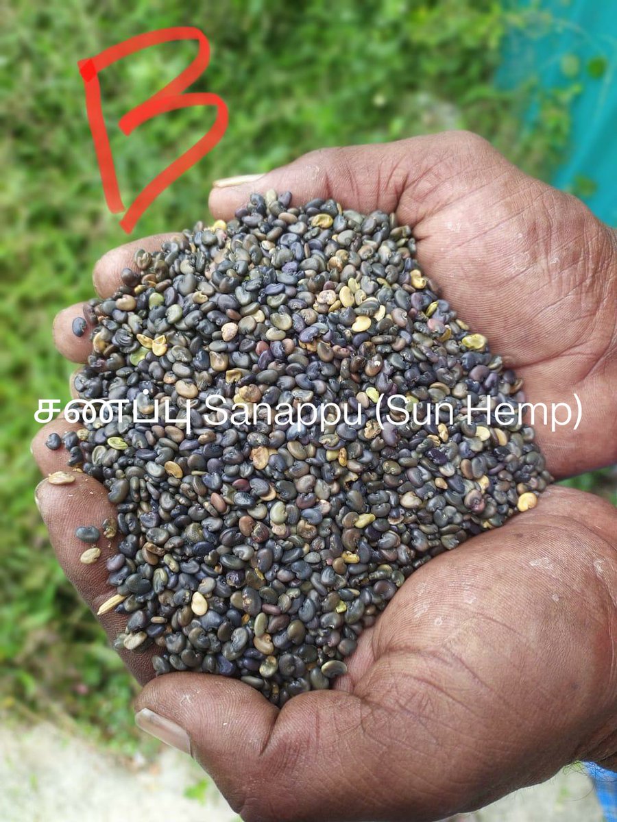anugula's tweet photo. Answer to yesterday's quiz. 
#Pilpasarai, #Sanappu and #ThakkaPoondu are green #manuring crops which are cultivated till flowering stage and #mulched into the #soil. This is mostly done before the #paddy crop to increase the soil #nutrients. https://t.co/JCXytP0rJM