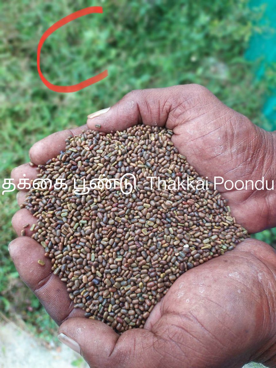 anugula's tweet photo. Answer to yesterday's quiz. 
#Pilpasarai, #Sanappu and #ThakkaPoondu are green #manuring crops which are cultivated till flowering stage and #mulched into the #soil. This is mostly done before the #paddy crop to increase the soil #nutrients. https://t.co/JCXytP0rJM