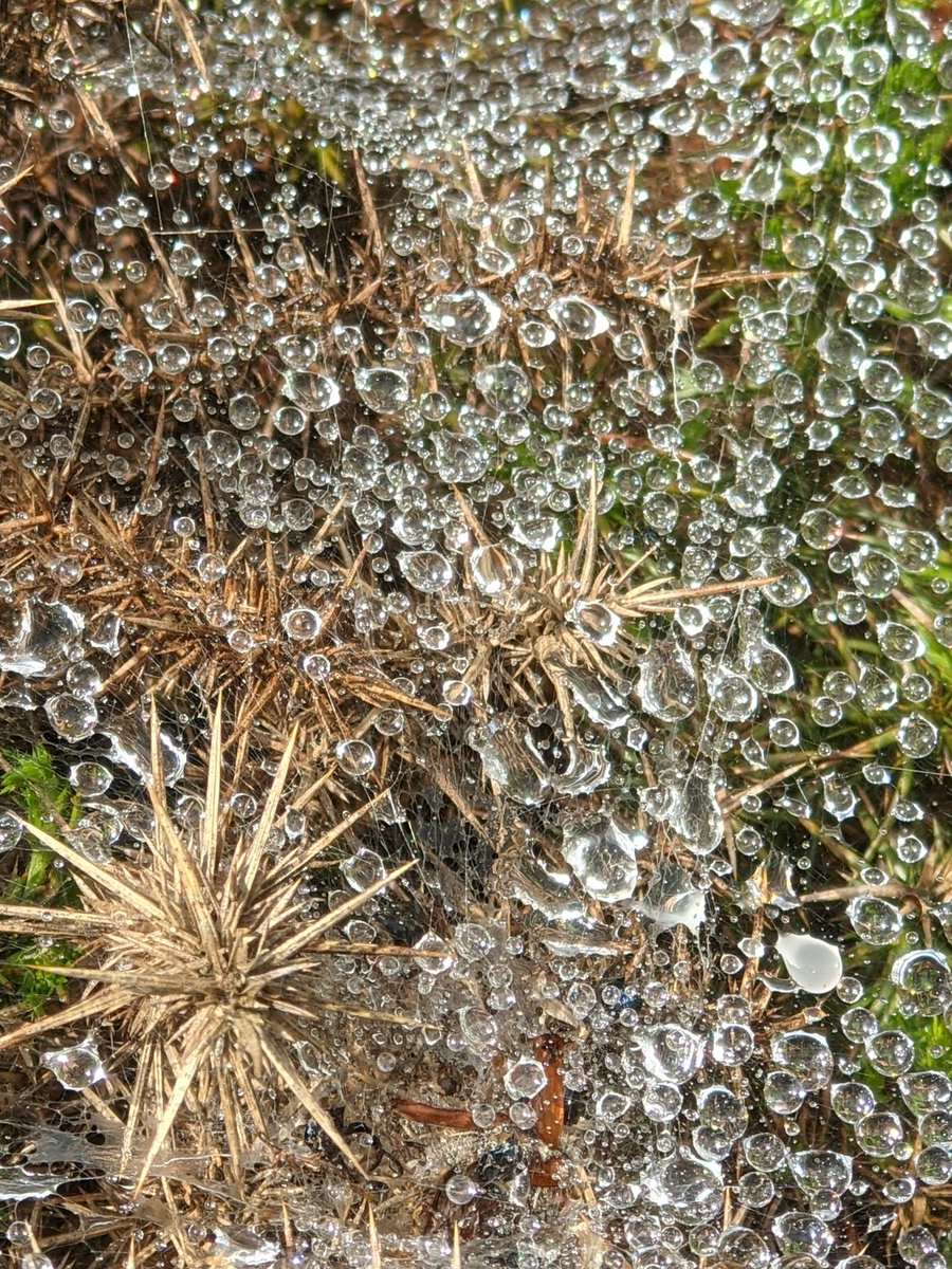 SoilVoices's tweet photo. Who needs #diamonds when this is on #Dartmoor ๐ #spidersweb #dew #NaturalBeauty #soilvoices #outdoors #gettingbetterslowly #COVID19 #cantwaittogetout https://t.co/o4vlWV3SgT