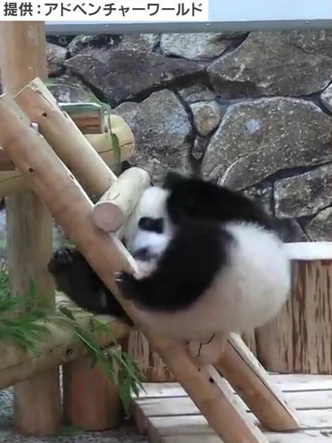 あざとかわいい パンダの赤ちゃんが見せた斬新すぎる はしご下り Twitter