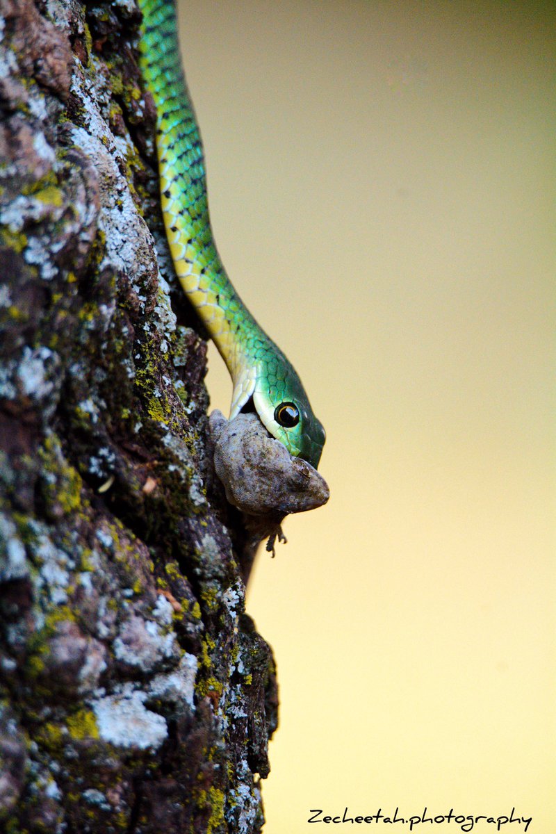 NkusiHerman's tweet photo. Today is World Snake Day - a day created to help raise awareness and spread education about snakes and the important role they play in our ecosystems.
#worldsnakeday #snakes #africansnakebiteinstitute #internationalsnake #johanmarais https://t.co/MUzUmRU3Rv