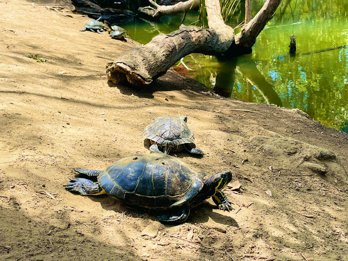 spmikey83's tweet photo. Here come the turtles! ๐ฆ๐ขโ๏ธ๐ณ @MRCAParks โ #Turtles #TurtlePower #TurtlesRule #FranklinCanyon #Lake #BeverlyHills #LA #SoCal #Nature #SundayFunday #MikeyPhotography #July2021 https://t.co/OdPrnzIFPU