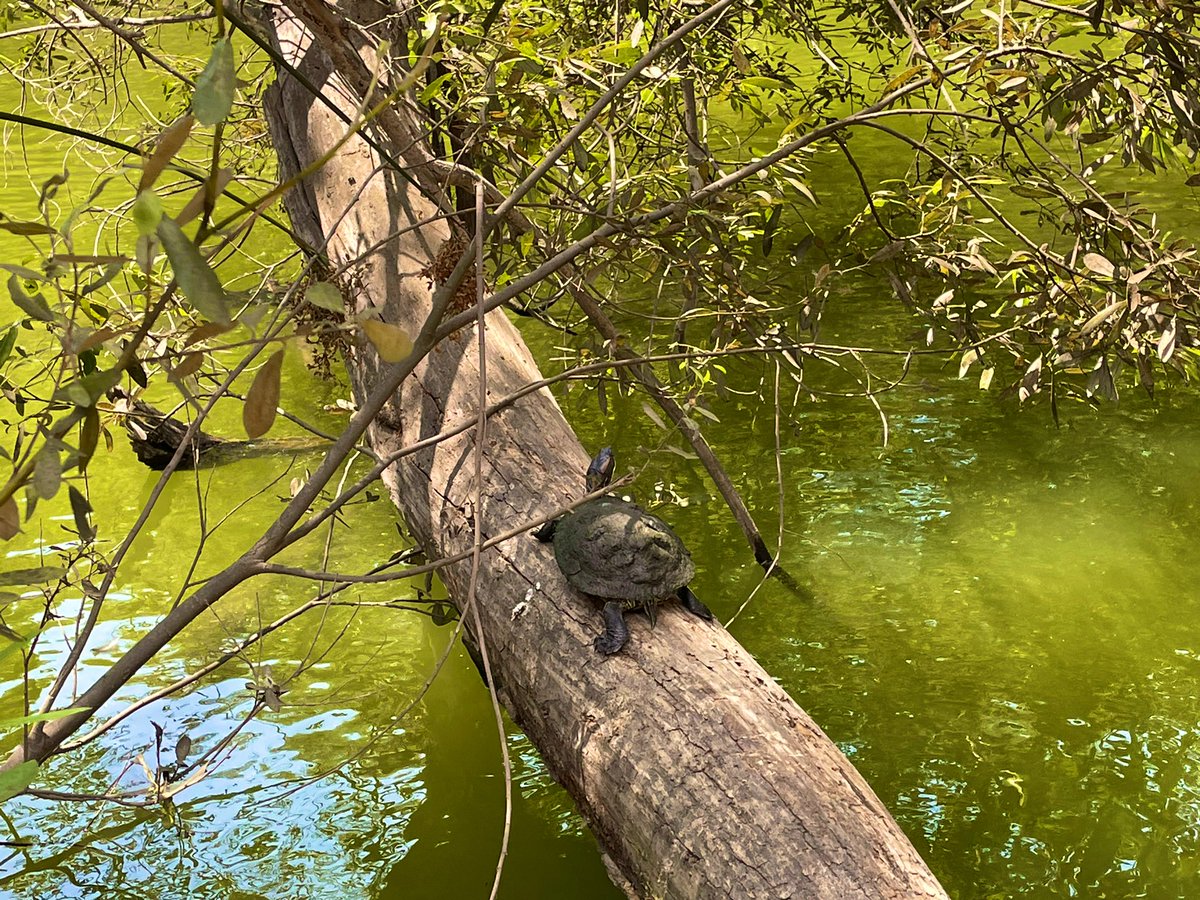 spmikey83's tweet photo. Here come the turtles! ๐ฆ๐ขโ๏ธ๐ณ @MRCAParks โ #Turtles #TurtlePower #TurtlesRule #FranklinCanyon #Lake #BeverlyHills #LA #SoCal #Nature #SundayFunday #MikeyPhotography #July2021 https://t.co/OdPrnzIFPU