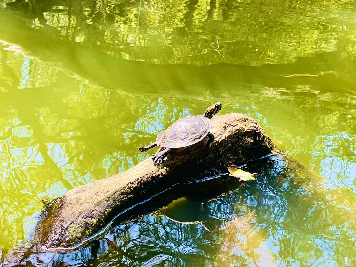 spmikey83's tweet photo. Here come the turtles! ๐ฆ๐ขโ๏ธ๐ณ @MRCAParks โ #Turtles #TurtlePower #TurtlesRule #FranklinCanyon #Lake #BeverlyHills #LA #SoCal #Nature #SundayFunday #MikeyPhotography #July2021 https://t.co/OdPrnzIFPU