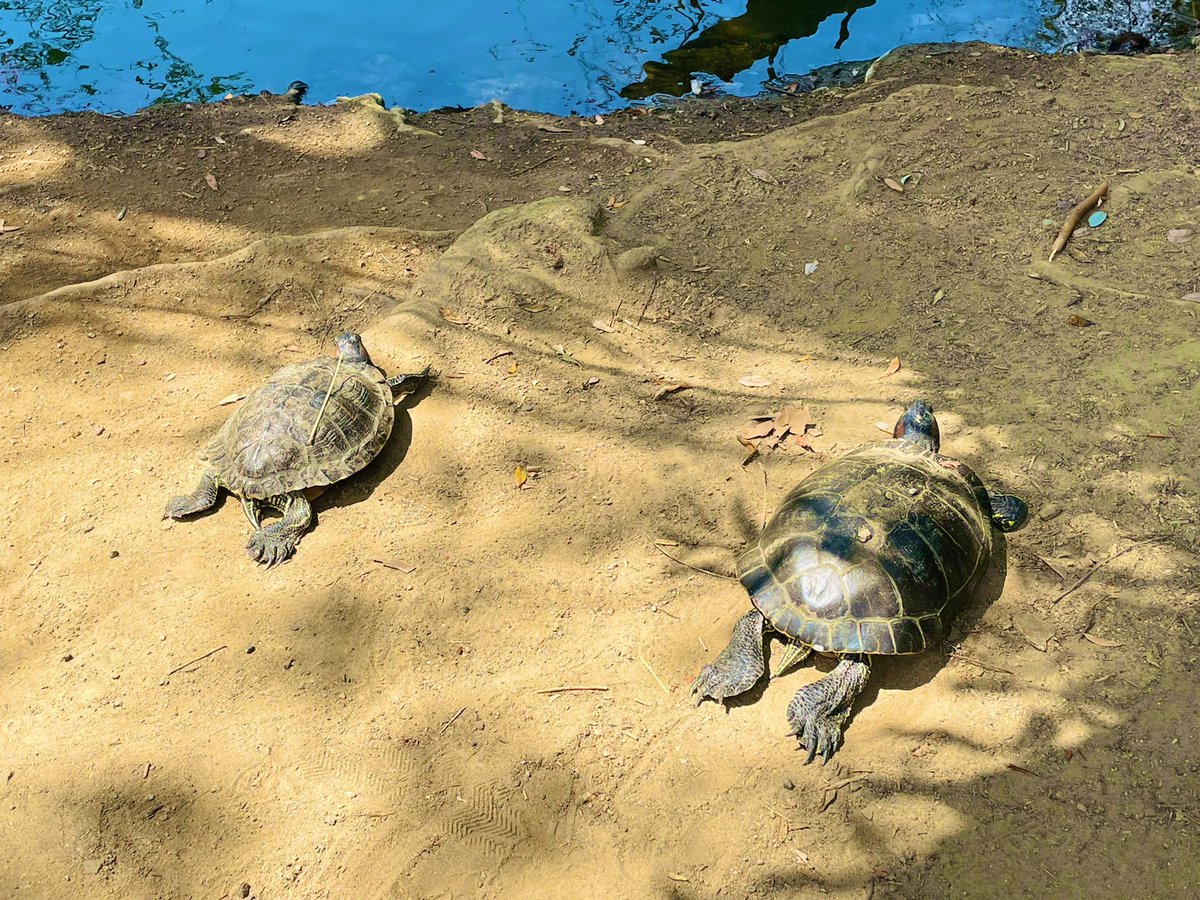 spmikey83's tweet photo. Here come the turtles! ๐ฆ๐ขโ๏ธ๐ณ @MRCAParks โ #Turtles #TurtlePower #TurtlesRule #FranklinCanyon #Lake #BeverlyHills #LA #SoCal #Nature #SundayFunday #MikeyPhotography #July2021 https://t.co/OdPrnzIFPU