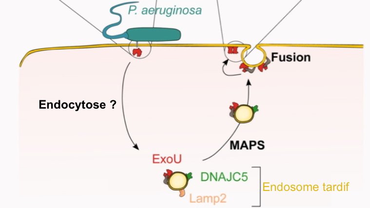 IBS_Grenoble's tweet photo. Discover the Achilles heel of the ExoU toxin of #pseudomonasaeruginosa, a pathogenic bacterium responsible for nosocomial acute infections, as well as fatal chronic infections in cystic fibrosis patients: https://t.co/qmYlS6Kg8k
#insb #irig_Grenoble https://t.co/LwyWJwZp8J