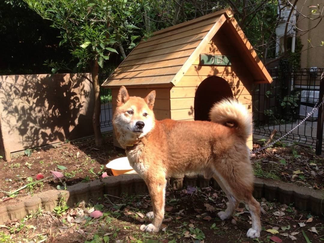 TcMMTsTc's tweet image. 「名前の由来」
くろ 柴犬♂(お空組)
そら キジシロ♂(8歳)
ちゃげ 茶トラ♀(8歳)

にゃんこは保護猫兄妹です😸😸