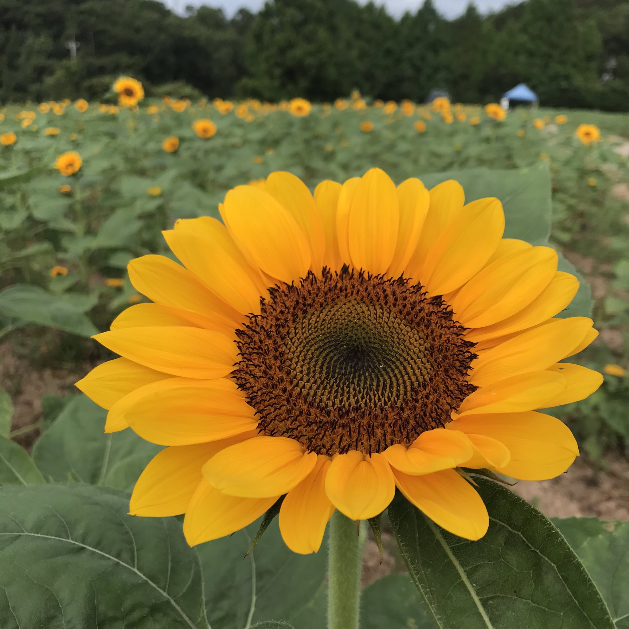 世羅高原農場 公式 この夏思いっきり笑える夏になる ひまわりまつりまであと14日 写真は昨年のものです この品種の芯と花弁のバランスが好きです あーかわいい 世羅高原農場 ひまわりまつり 情熱のまっ赤なひまわり畑 T Co