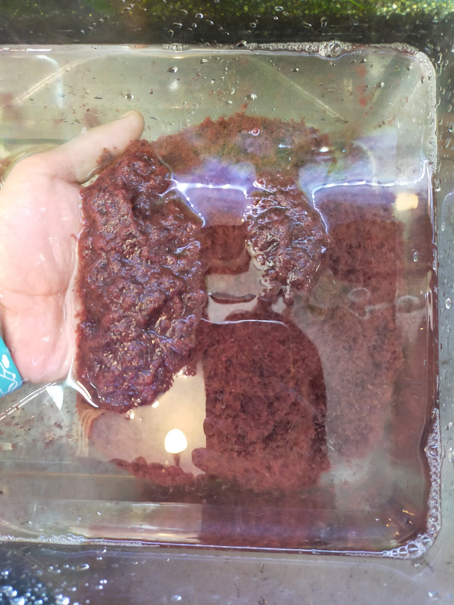 تويتر Cakumi على تويتر 活餌入荷してます イトメは安心安全な国産の上物です コオロギも全サイズ揃っています イトメ イトミミズ 国産イトメ イトミミズ販売 コオロギ T Co Y92ns4qau0
