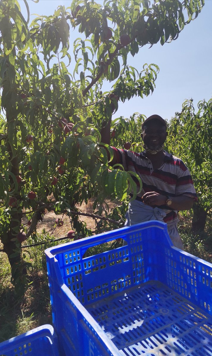 AdvFluvia's tweet photo. Ja anem per la cinquena campanya de préssec ECO.
Agraïts a la natura per la bona collita d'aquest any. Seguirem treballant amb la màxima cura, respecta i professionalitat envers la natura. @fruites.salis.serradell
#mediambient #fruitabona #territori. #fruiters https://t.co/M86TLoGMw6