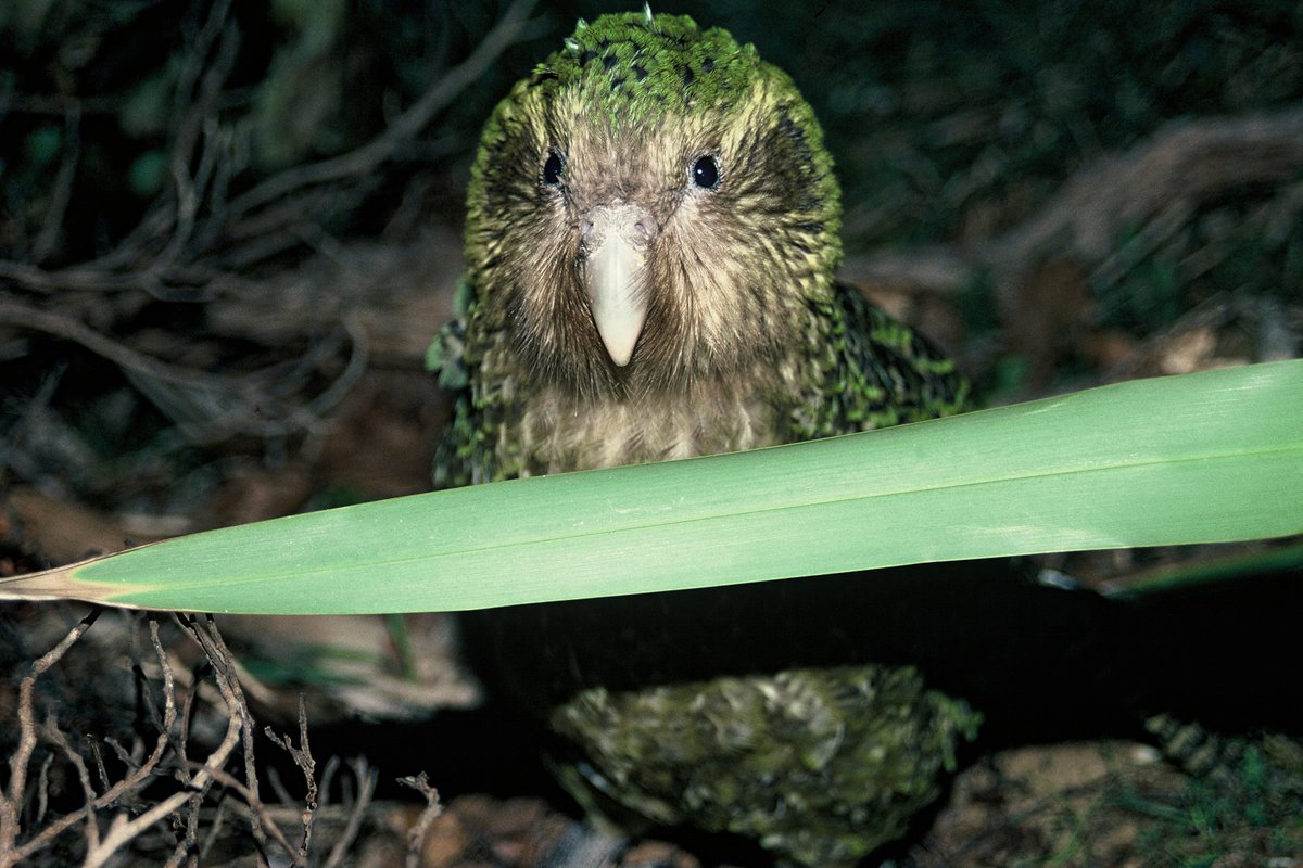 Skraaarrk! Have you ever wondered why there aren't many photos with my extended family and I? That's because kākāpō are solo hikers. 

Just like my auntie - kākāpō Hoki, pictured here in 1992. Has it really been 29 years since this photo?!

📷: G. C Climo.