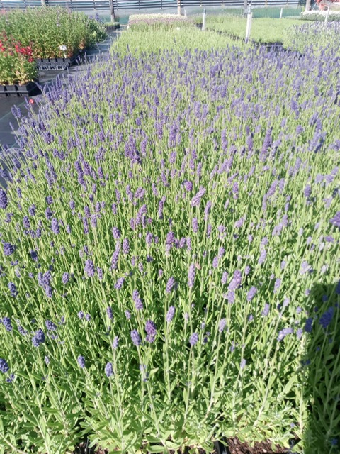 We have over 20 varieties of our incredible lavenders available to order online now!