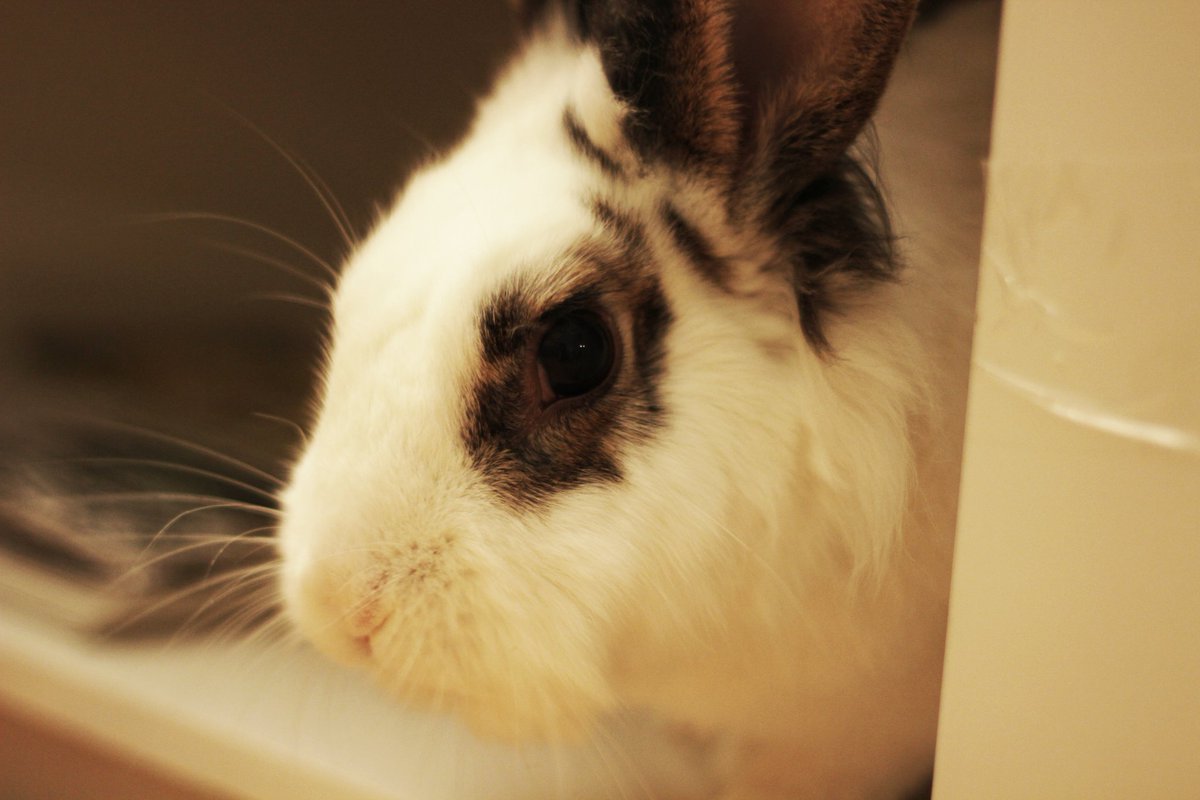 Shiina_ttv's tweet photo. And since it's friday, here a pic of Nussi that nobody asked for 😩👌
#nussi #feednussi #heisfed #bunny #bunsoftwitter https://t.co/ch0d2WyRRw