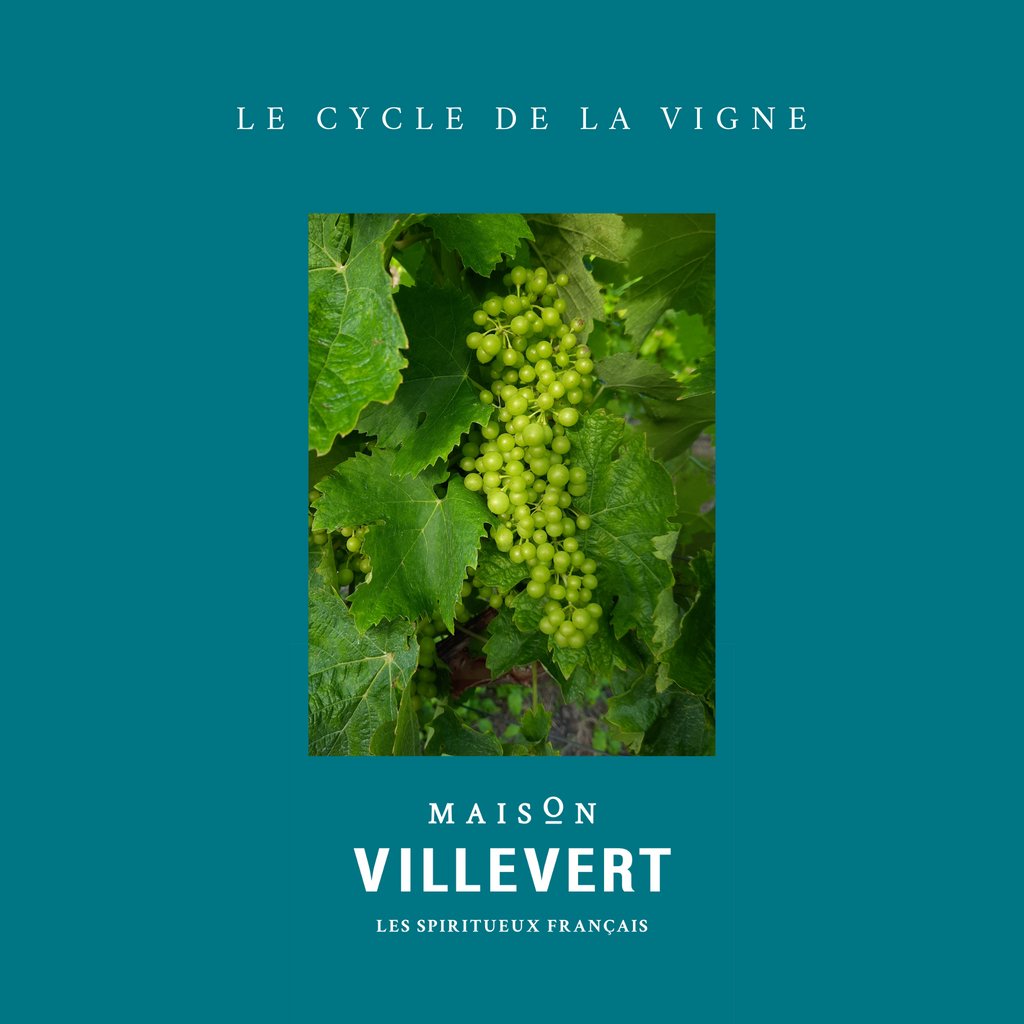 🇫🇷 Après la nouaison, densification de la grappe, grossissement des grains c’est bientôt le stade « fermeture des grappes ».

🇬🇧 Cluster becomes more dense, berries increase in size it is soon the "closing of the cluster" 

#lePérat #MaisonVillevert #MVI