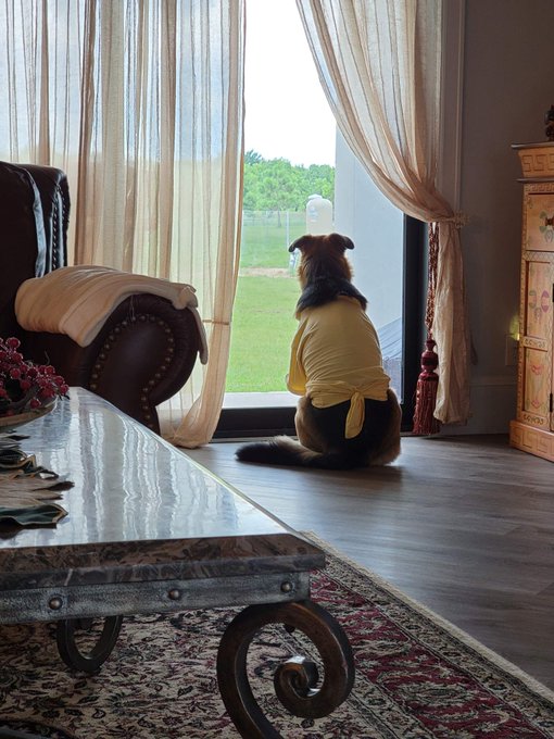 Waiting for her husband to come back from the war https://t.co/DyZXsecBRT