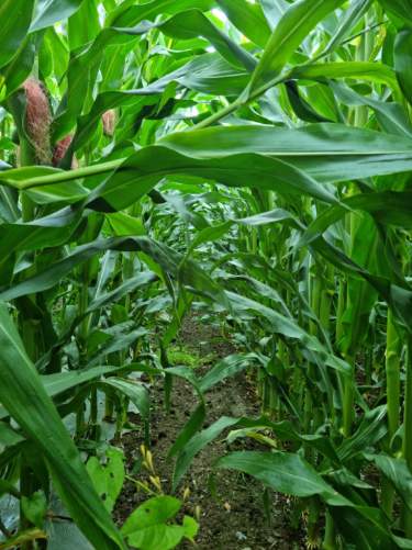 Maïs SAMCO en stade Floraison pour ce jolie temps qui arrive...🌱☀️
#agriculture #Bretagne #Samco