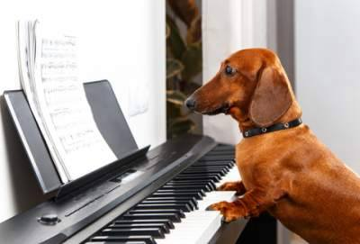 MettaBhavana1's tweet photo. #PooMo trying to sound like Dan Andrews. It's like one of those hilarious videos where the dog tries to sing like Pavarotti. Only the dog is cute and he's not. https://t.co/dPNaGDzcnf