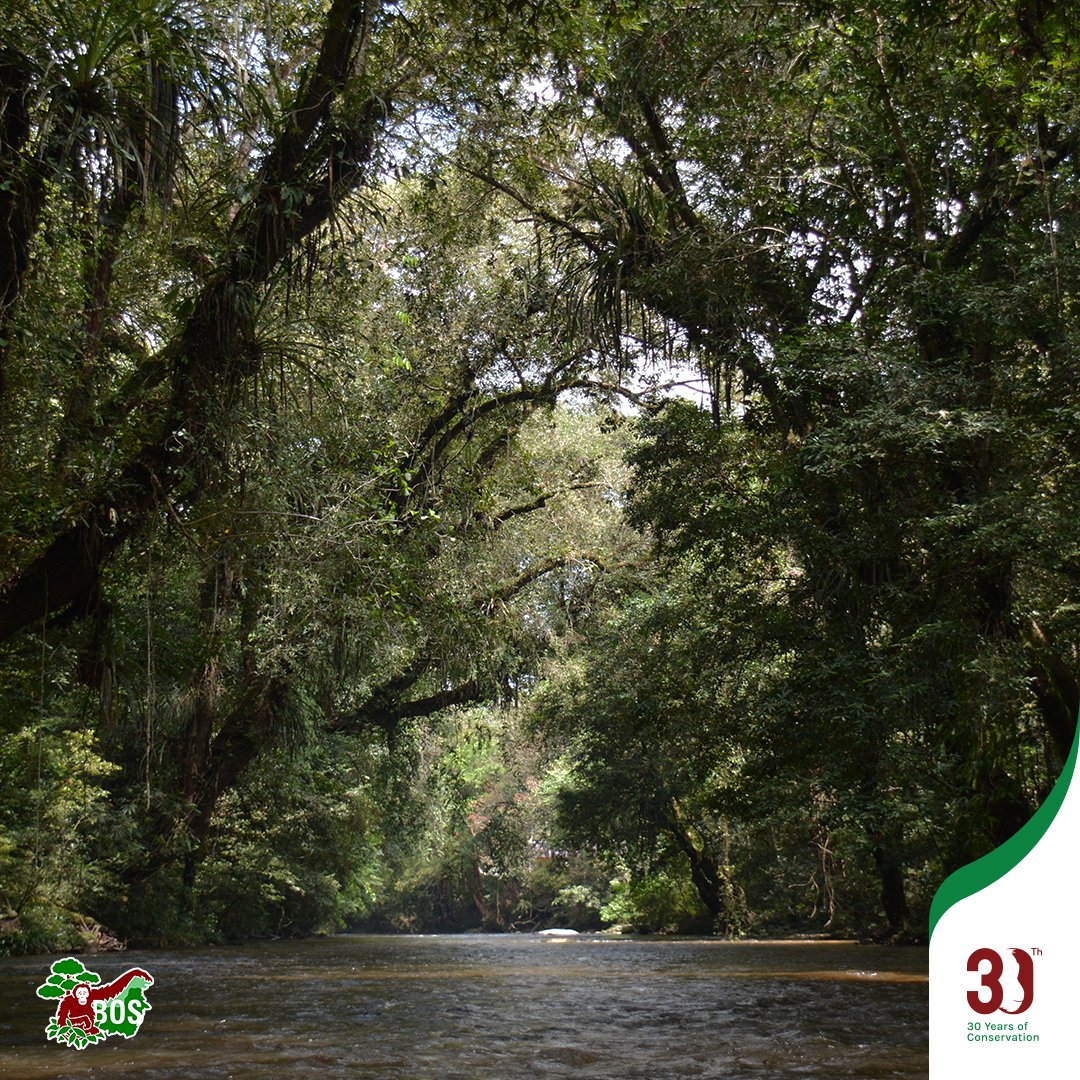 #PhotoOfTheWeek
In the depths of the jungle!
📍Taman Nasional Bukit Baka Bukit Raya

#Forest4OrangUtans #StrongerTogetherwithBOSF #30YearsBOSF #saveorangutans