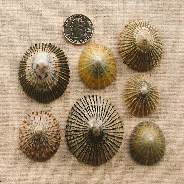 オピヒ貝 オピヒ（opihi）貝 | 京都フラダンス教室クーハイハラウ オ