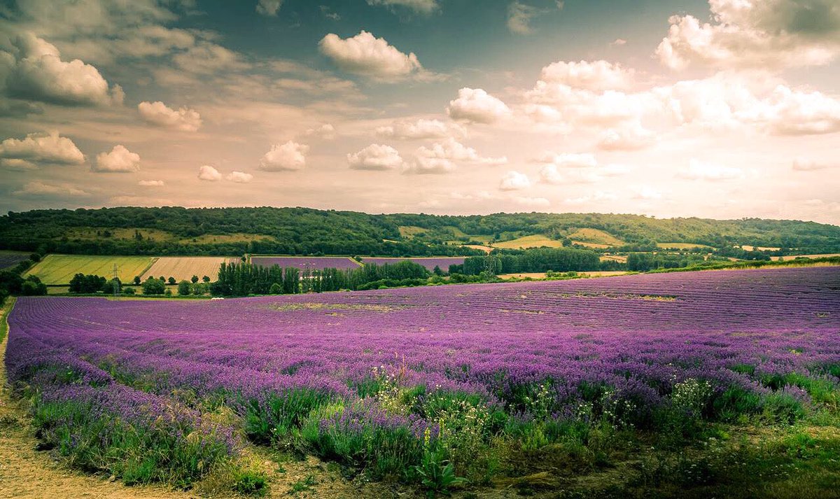OutdoorReed's tweet photo. Rolling lavender fields in the Darenth Valley #lavender #lavenderfield #kentishlavender #rollingcountryside #lavenderfarm #lavenderfields #lavenderseason #kentcountryside #thisiskent #thisisengland #hopshop #castlefarm #darenthvalley #farmlandphotography #englishsummer #purple https://t.co/3R9hjlTZLM