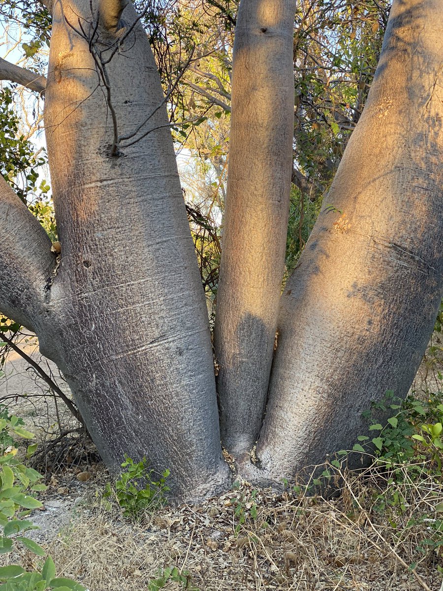 dortsmaria's tweet photo. @DoctorKarl When a family of boabs merge and join as one, what happens to their dna? #boab #boabtree #theKimberley https://t.co/bOMjcPYjKX