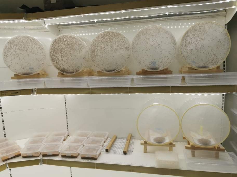 INRAE_Lutte_Bio's tweet photo. Poursuite de la collaboration @INRAE - #AREFLEC (PROTECT’AGRUMES) avec la prise de fonction de Lily CESARI.
A venir :
- Elevages massifs de C. capitata et P. concolor
- Lâchers augmentatifs de ces derniers contre la mouche de l’olive !
@INRAE_BIOCTRL
@SAgrobiotech
@IsulaCorsica https://t.co/nqUjfCTUun