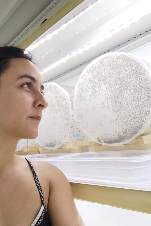 Poursuite de la collaboration @INRAE - #AREFLEC (PROTECT’AGRUMES) avec la prise de fonction de Lily CESARI.
A venir :
- Elevages massifs de C. capitata et P. concolor
- Lâchers augmentatifs de ces derniers contre la mouche de l’olive !
<a href="/INRAE_BIOCTRL/">INRAE Biocontrôle</a>
<a href="/SAgrobiotech/">Sophia Agrobiotech</a>
<a href="/IsulaCorsica/">Cullettività di Corsica - Collectivité de Corse</a>